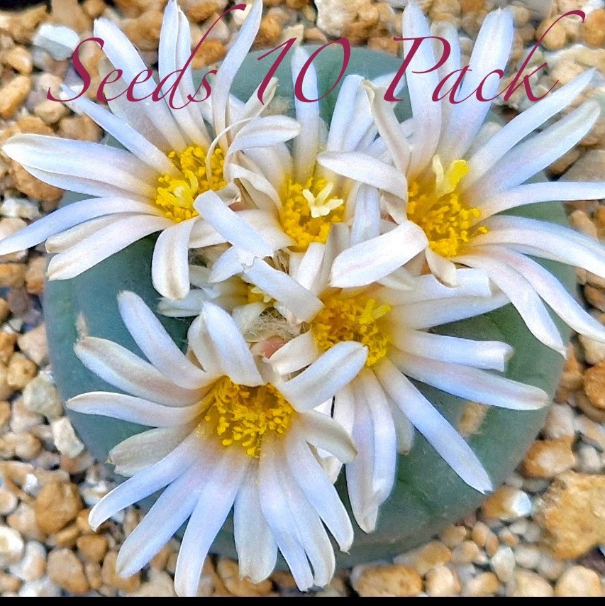 ULTRA RARE SEEDS (10pk) L0ph…Alberto-Vojtechii x10 (Ten) US SELLER
