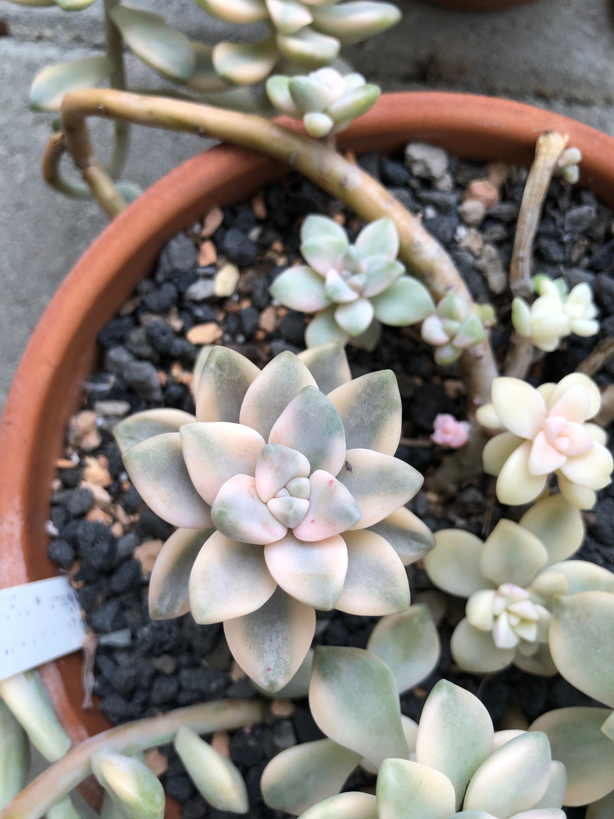 Titubans Succulent – RARE IMPORTED Pink, White, Blue, Mint Green, Yellow, Purple