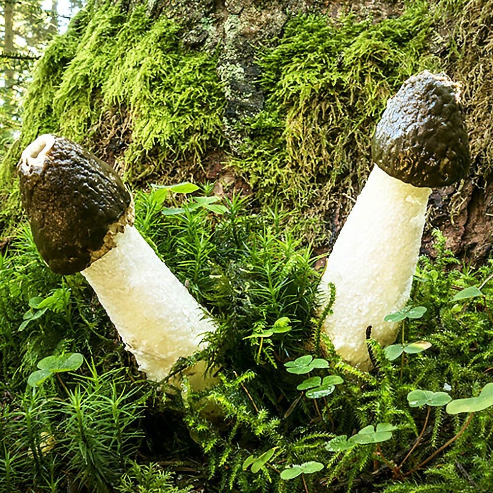 Common Stinkhorn (Phallus impudicus) Liquid Culture