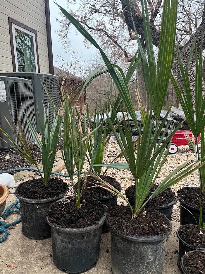 Sabal antillensis – Ultra-Rare Caribbean Palm | Conservation Grown | 3-Gallon