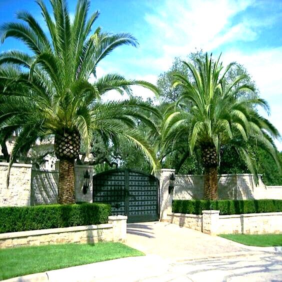 10 CANARY ISLAND DATE PALM Tree Seeds (Phoenix Canariensis) Hardy Fruit Plant