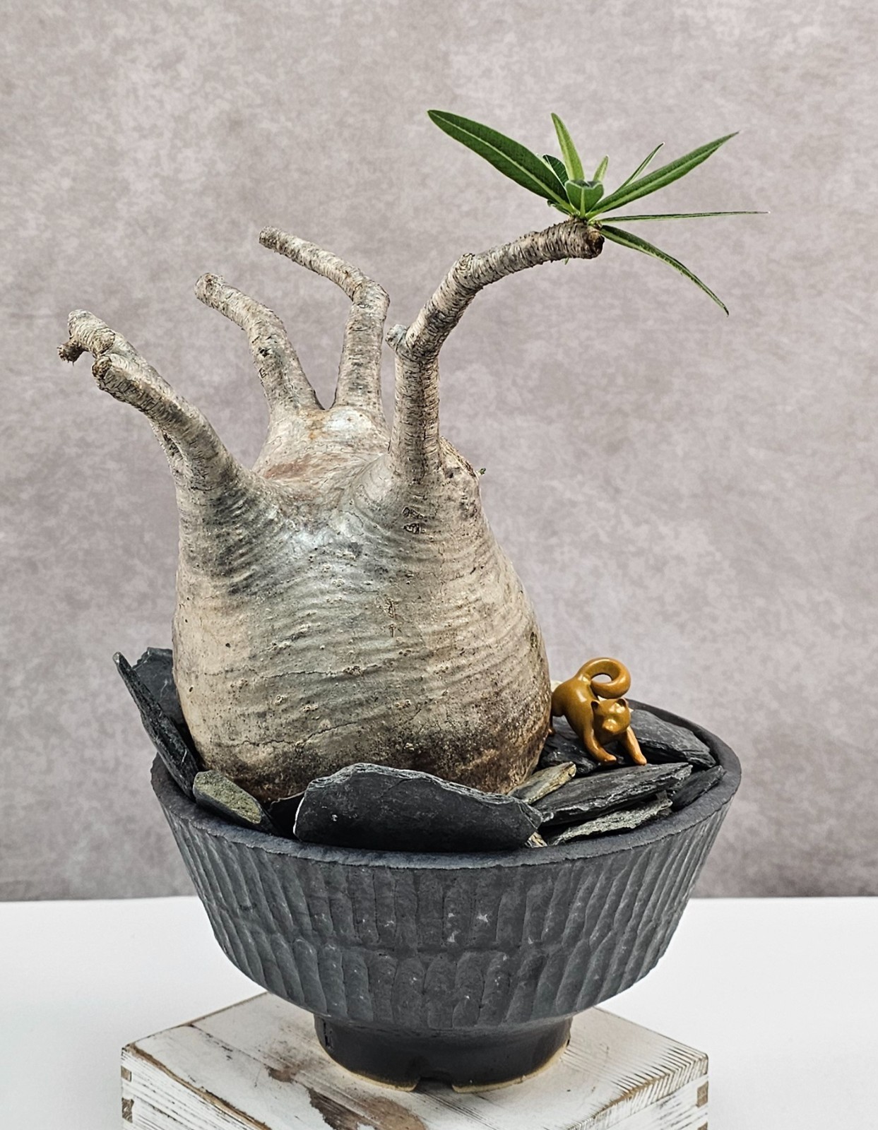 RARE!!! Pachypodium Rosulatum var. Gracilius – C – Large and Heavy (EXACT PLANT)
