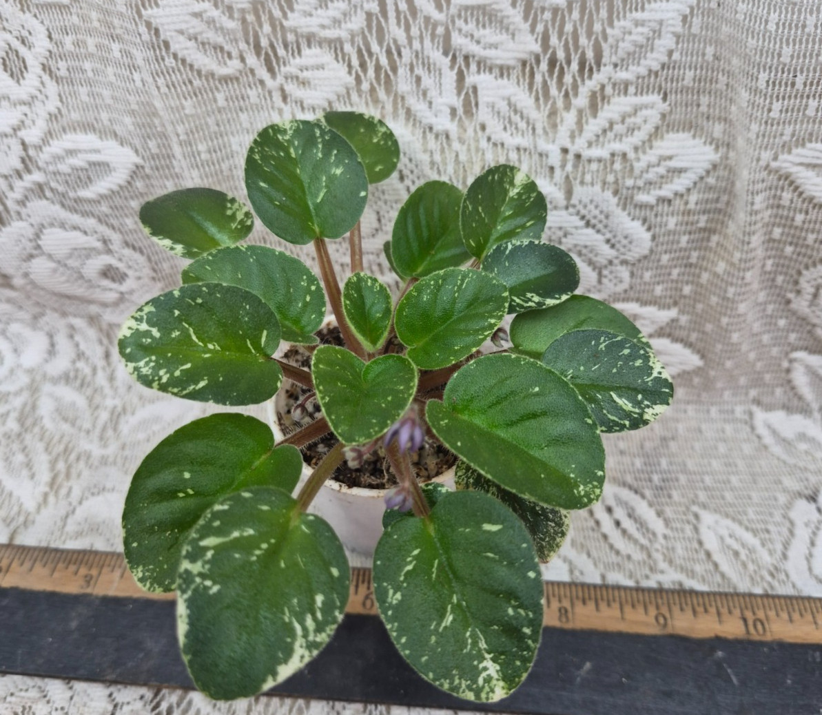African Violet Plant — Shirl’s Bright Sky ~~ Variegated semi ~ in bud