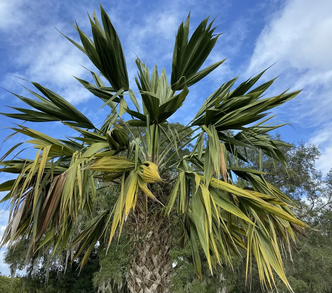 Sabal lisa palm – Extremely Rare Collector Palm | 1 Gallon Size |