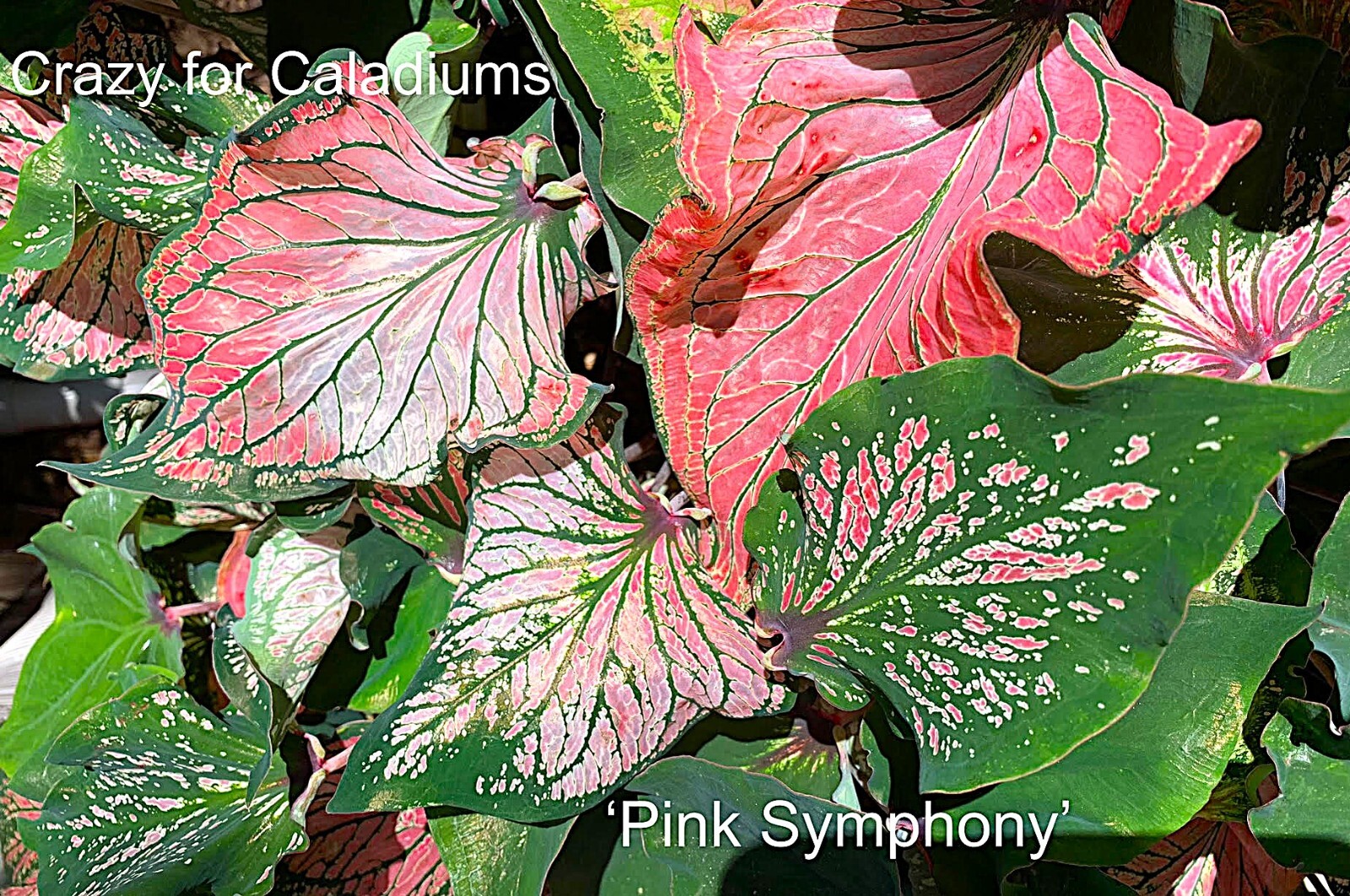 Caladium ”Pink Symphony” Size#2(2 bulbs) (You get 2 bulbs)