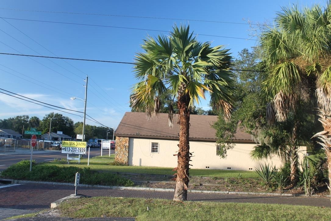 Sabal lisa palm – Extremely Rare Collector Palm | 1 Gallon Size |