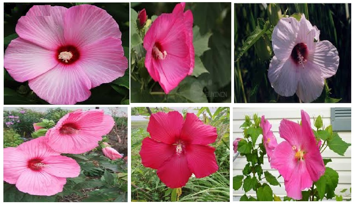 400 + 6 Different True Perennial Hibiscus RED/WHITE/PINKS/MIXED SEEDS ETC., #21