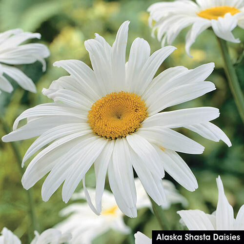 Wildflower Mix SHADE with Perennials 16 Species Pollinators Non-GMO 500+ Seeds