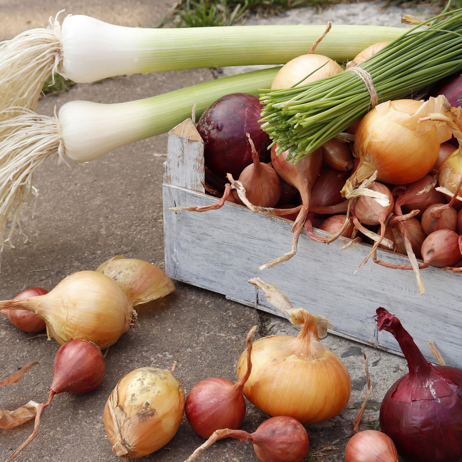 Mixed Onion Assortment 50 Plus Count Sets – Red, white, yellow, red