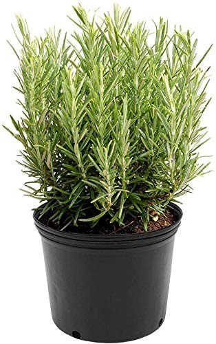 American Plant Exchange Rosemary Herb – Live 6-Inch Potted Edible Plant, Frag…
