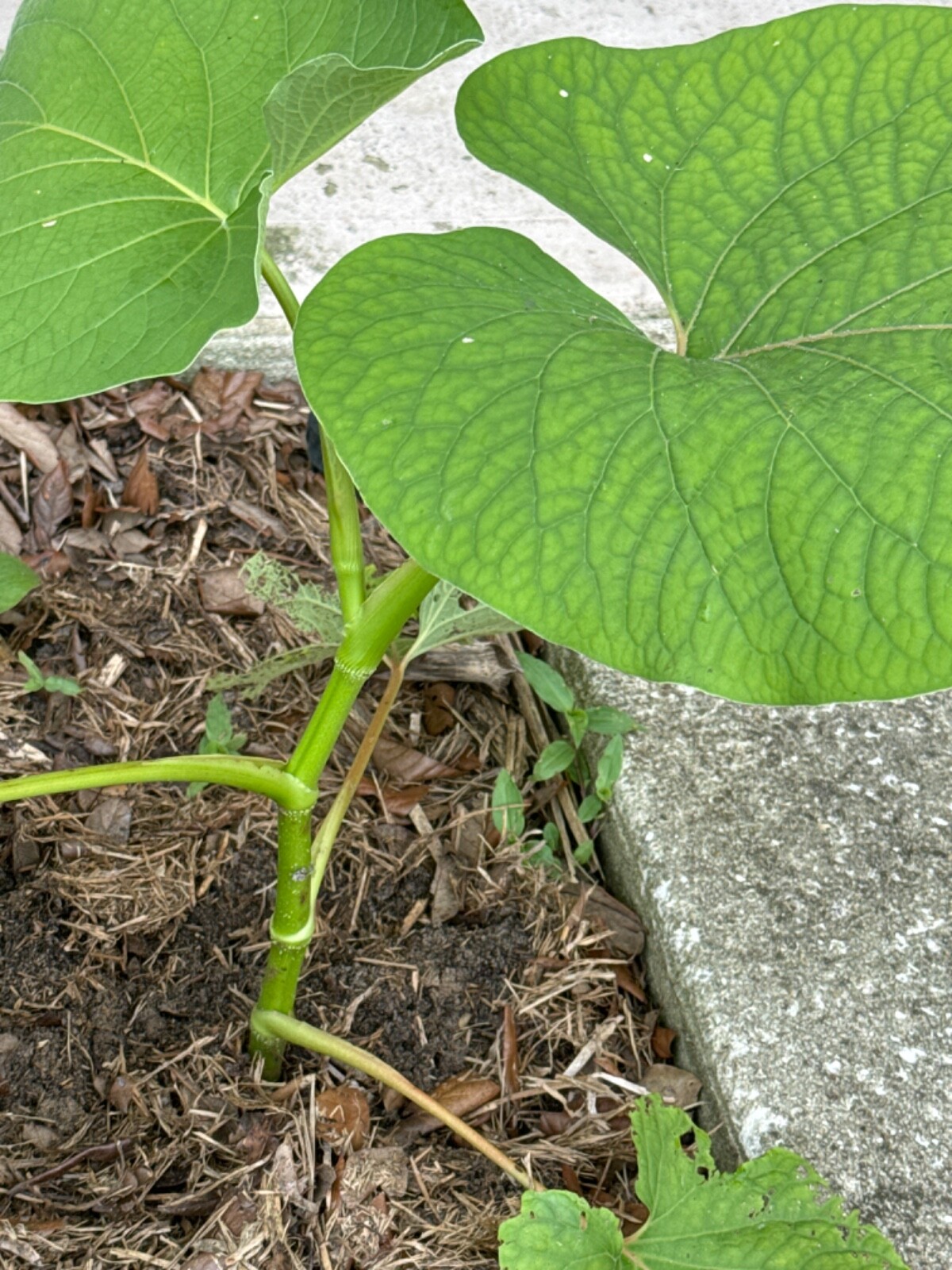 1 baby of Plant Piper Auritum Root Beer Mexican Pepperleaf Hoja Santa Veracruz
