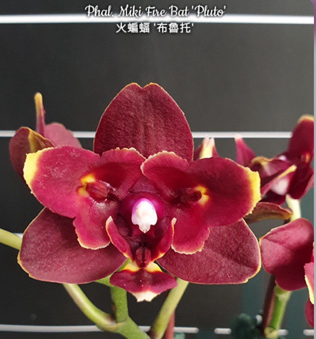 Phal. Miki Fire Bat ‘Pluto’, Mericlone, Peloric, Blooming Size, FREE Shipping