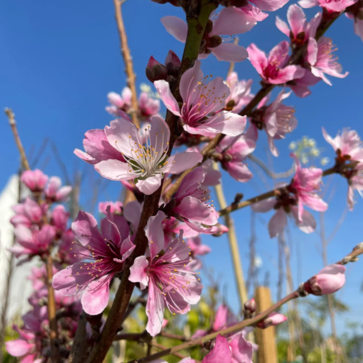Saturn Peach Plant – 1-2ft Tall – Sweet Flat Donut Peach Tree – Zones 5-8
