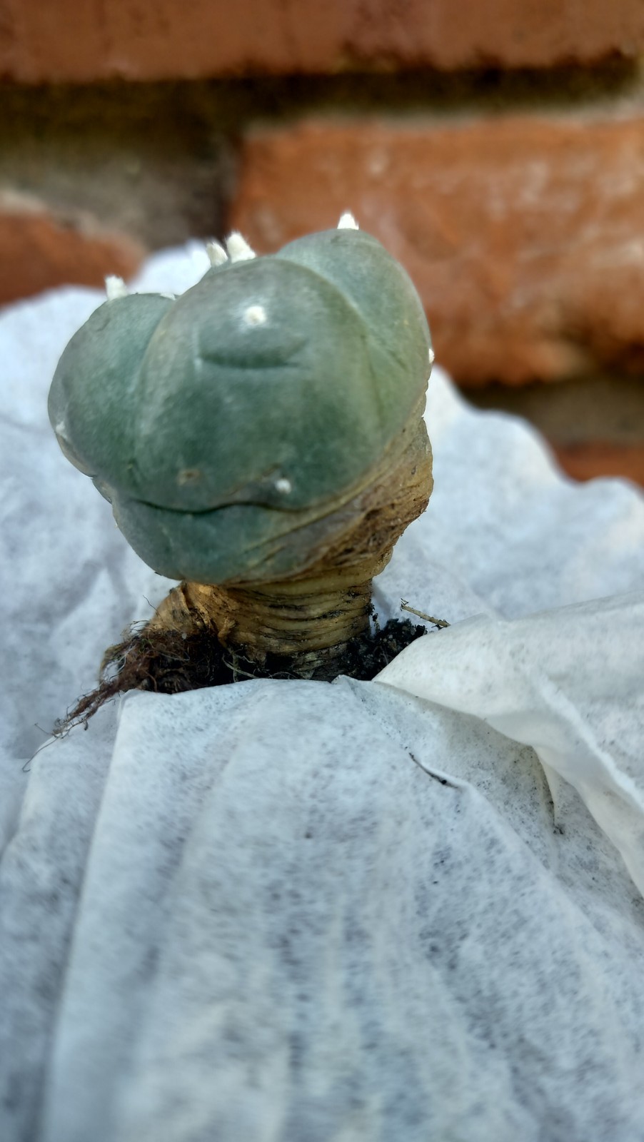 Rare Button Shaped Cactus ( Exact Cactus )