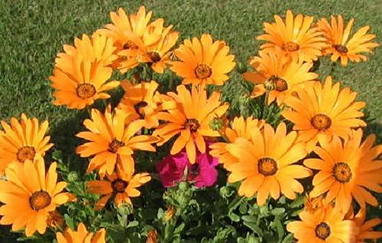 African Daisy Seeds BULK Heirloom Wildflower Osteospermum Cape Marigold Heat Sun