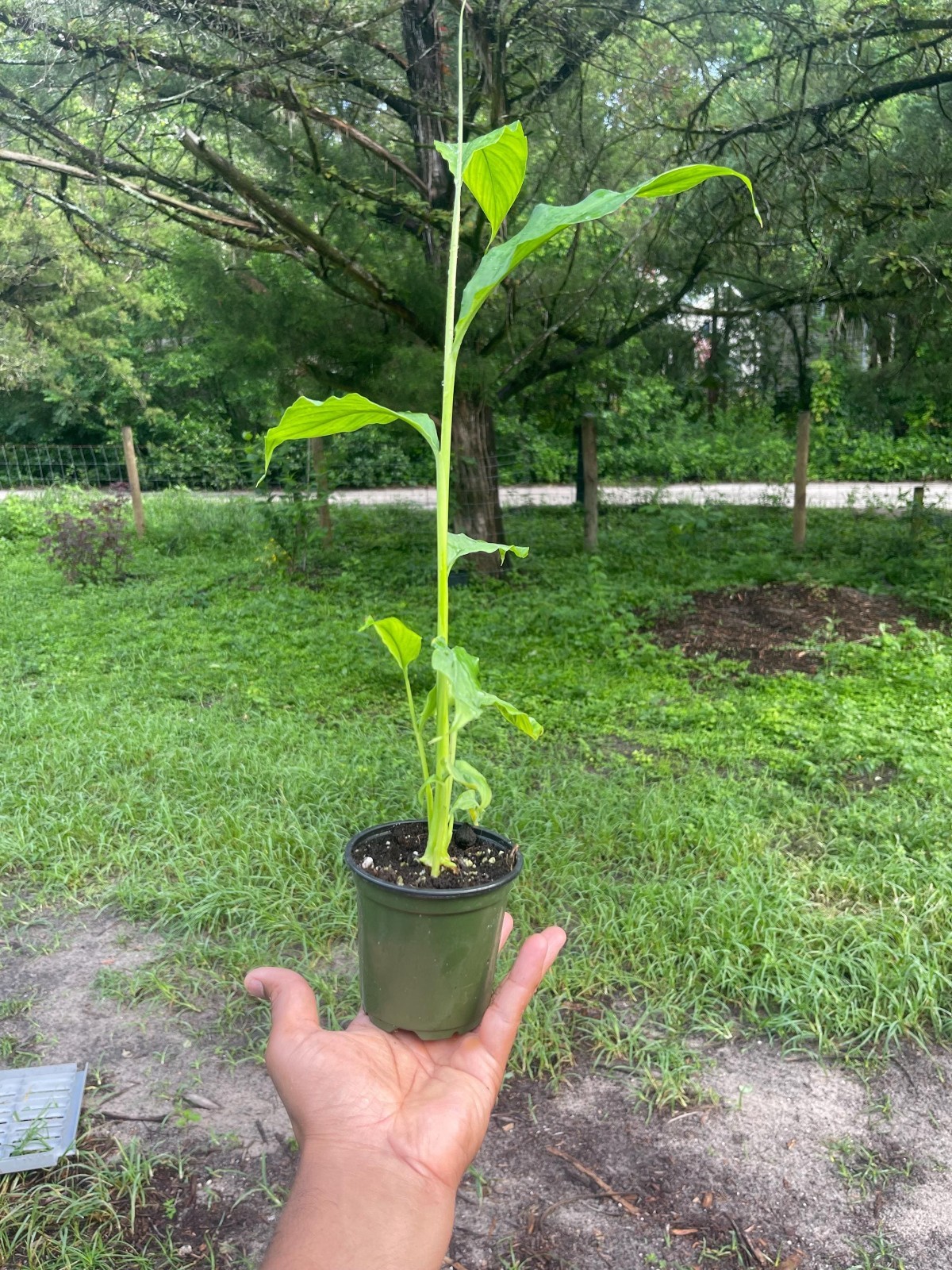 Live Cardamom Plant Elettaria Cardamomum Rare Spice Plant 15+ Tall