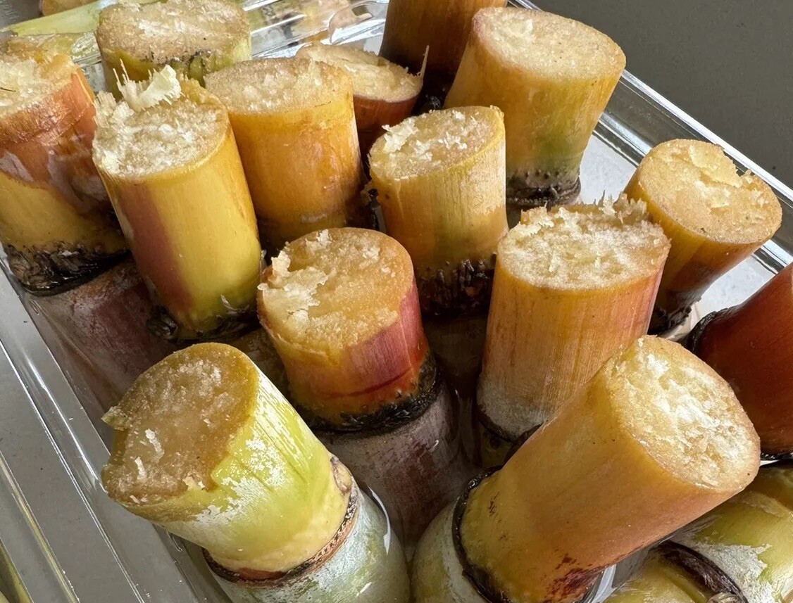 5pcs GREEN YELLOW SUGARCANE Cutting Sticks-ORGANIC
