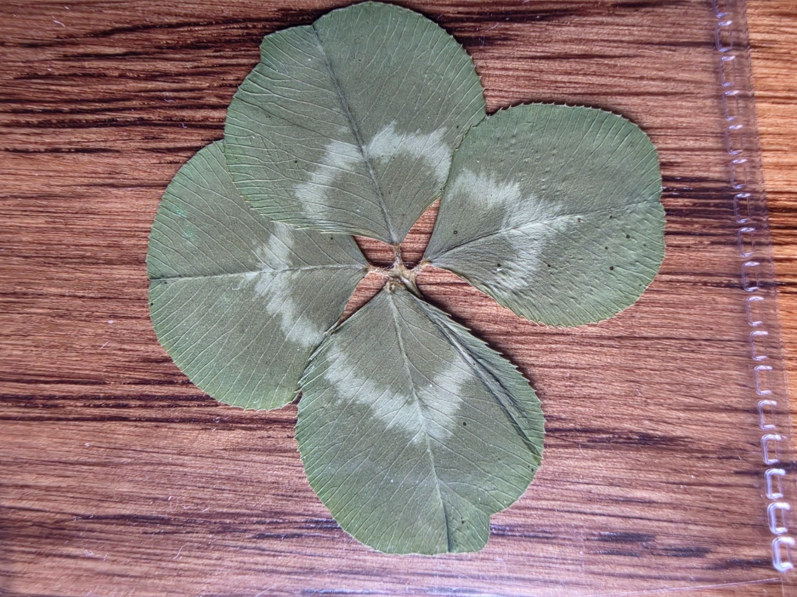 🍀RARE REAL 4 Leaf Clover 🍀 Hand picked – GREAT Gift -REAL – LUCKY 🤩