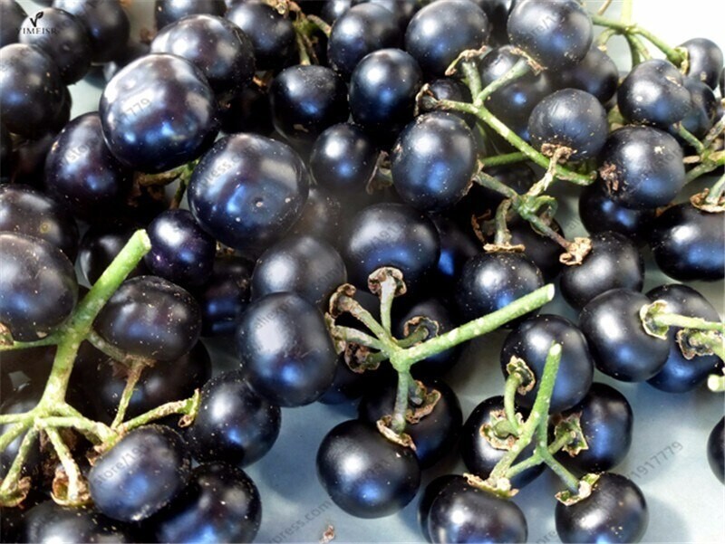Black Goji Berry {Lycium ruthenicum}10+ seeds Free Shipping!