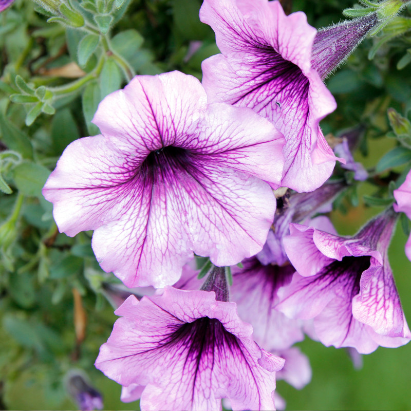 Petunia Seeds Flowers Perennial Flowers Seed Annual US SELLER 175 Seeds Garden
