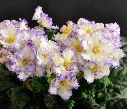 African Violet Plant Ma’s Ching Dynasty Starter Plant Standard