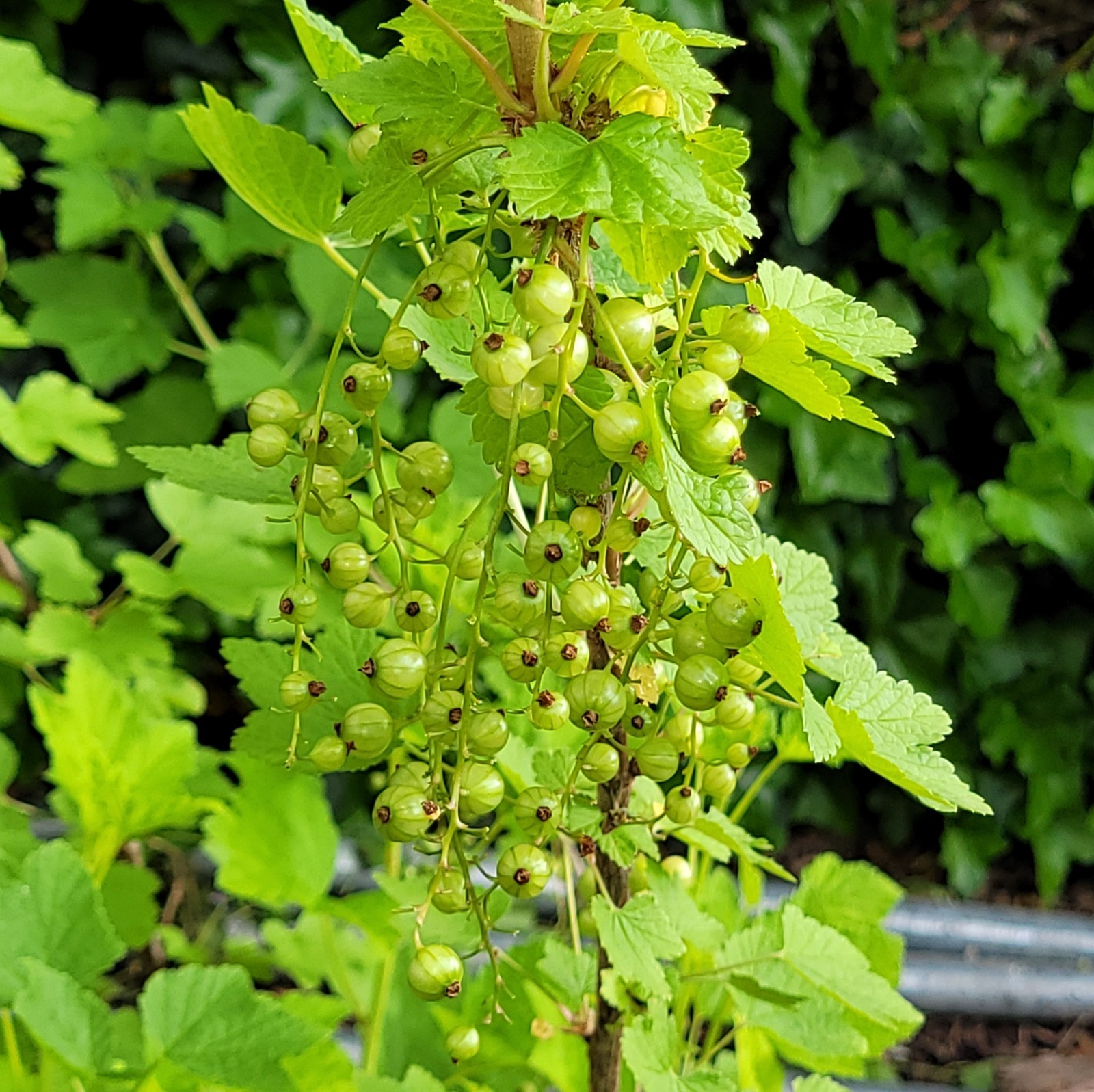 6 Pink Currant Gloire de Sablons Fresh Cuttings Unrooted 6″-9″ Zones 3-8 Hardy