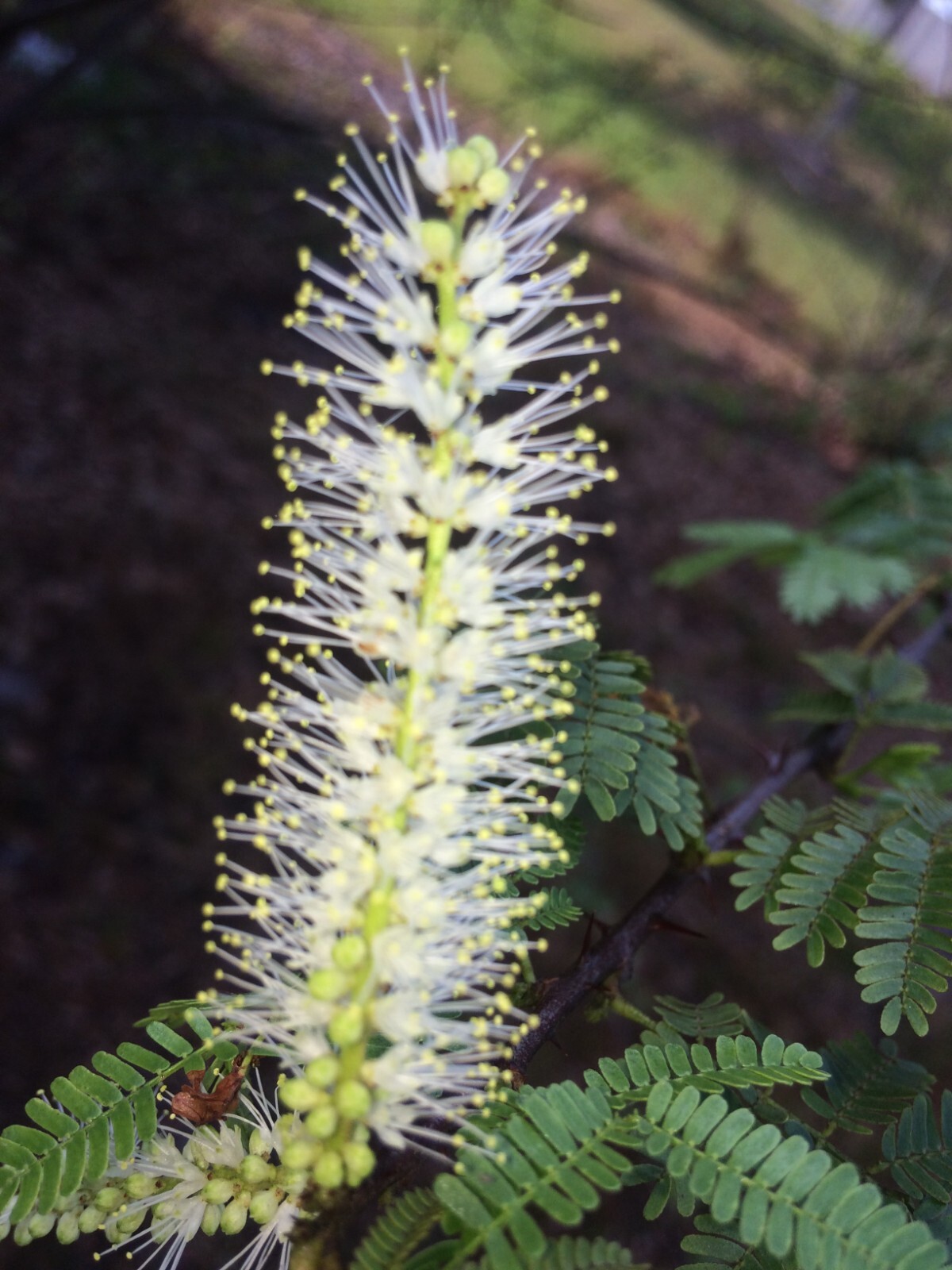 Mimosa Tenuiflora Seeds Pods – 15 Seeds – 2024 Season