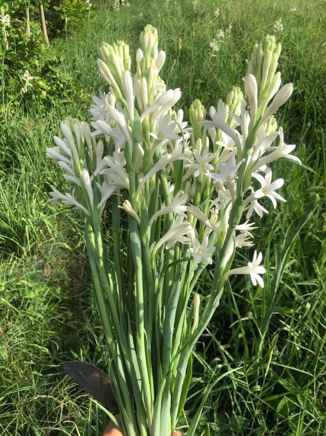 7 Single Mexican Tuberose Polianthes Lily SMALL BULBS~Fragrant~Heat Hardy