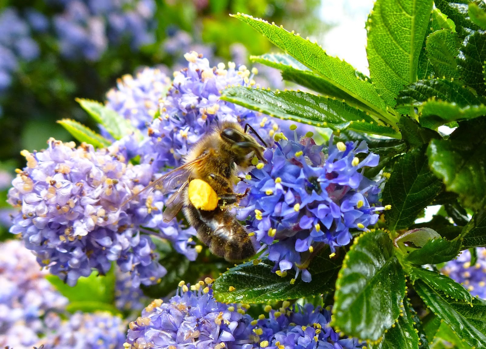 Organic Live California USA Lilac (Ceanothus Horizontalis) Cuttings