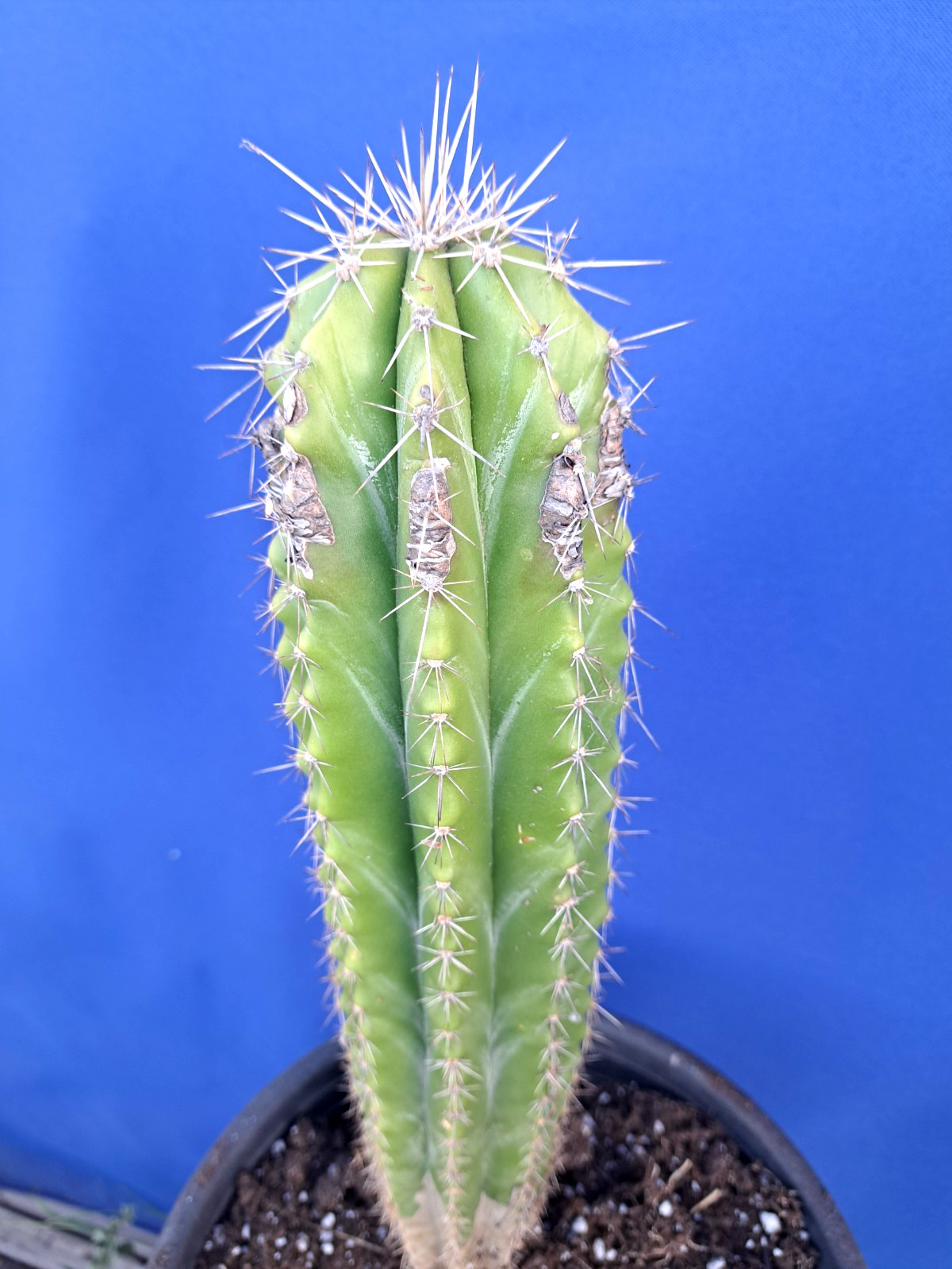 Stenocereus Aragonii Plant Cactus 16H Large Collectors