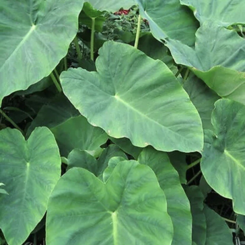 2 Sprouted Taro Root Bulbs Elephant Ear Live Plant Fresh Ready To Plant