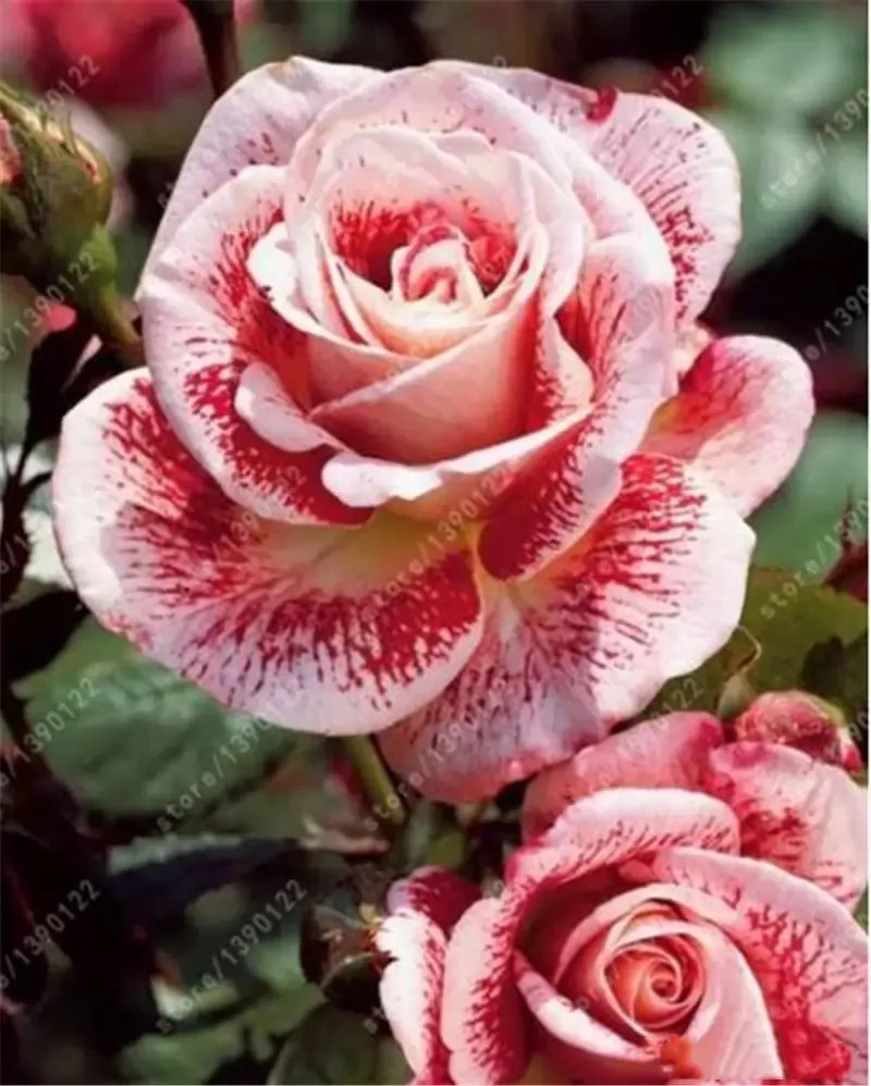 20 SEEDS for Red/White Swirl RARE Rose tea flower Bush exotic plant USA Seller