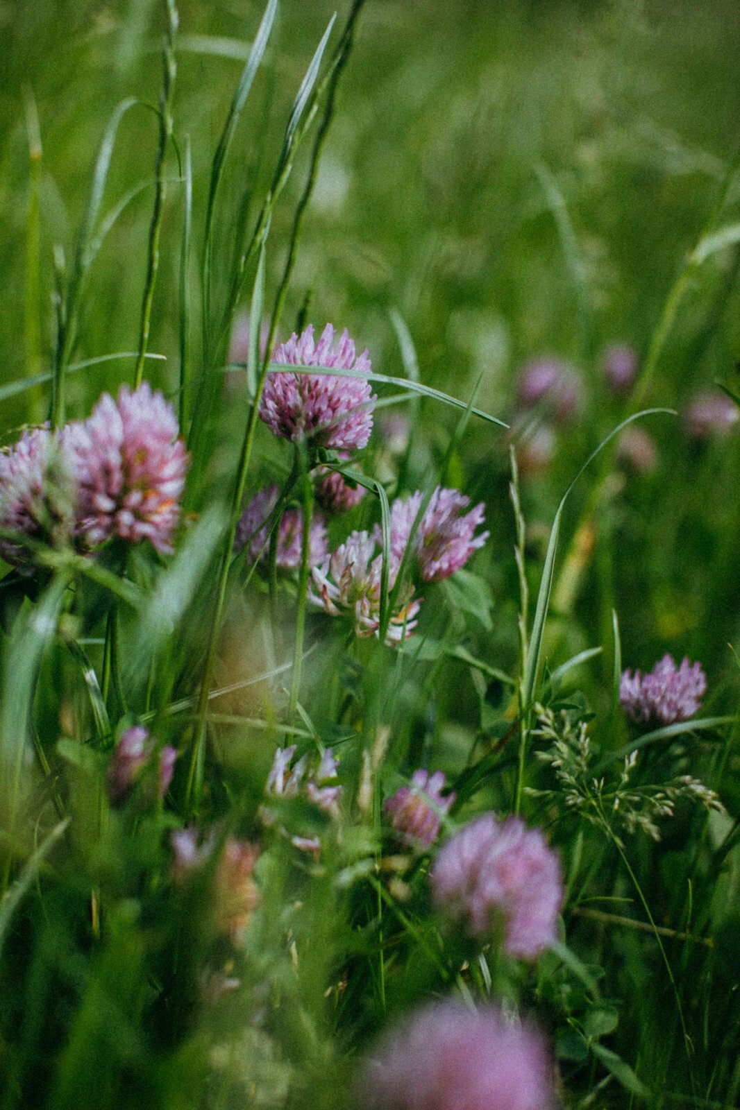 Medium Red Clover Seed – NON-GMO Heirloom Inoculated Cover Crop & Pasture