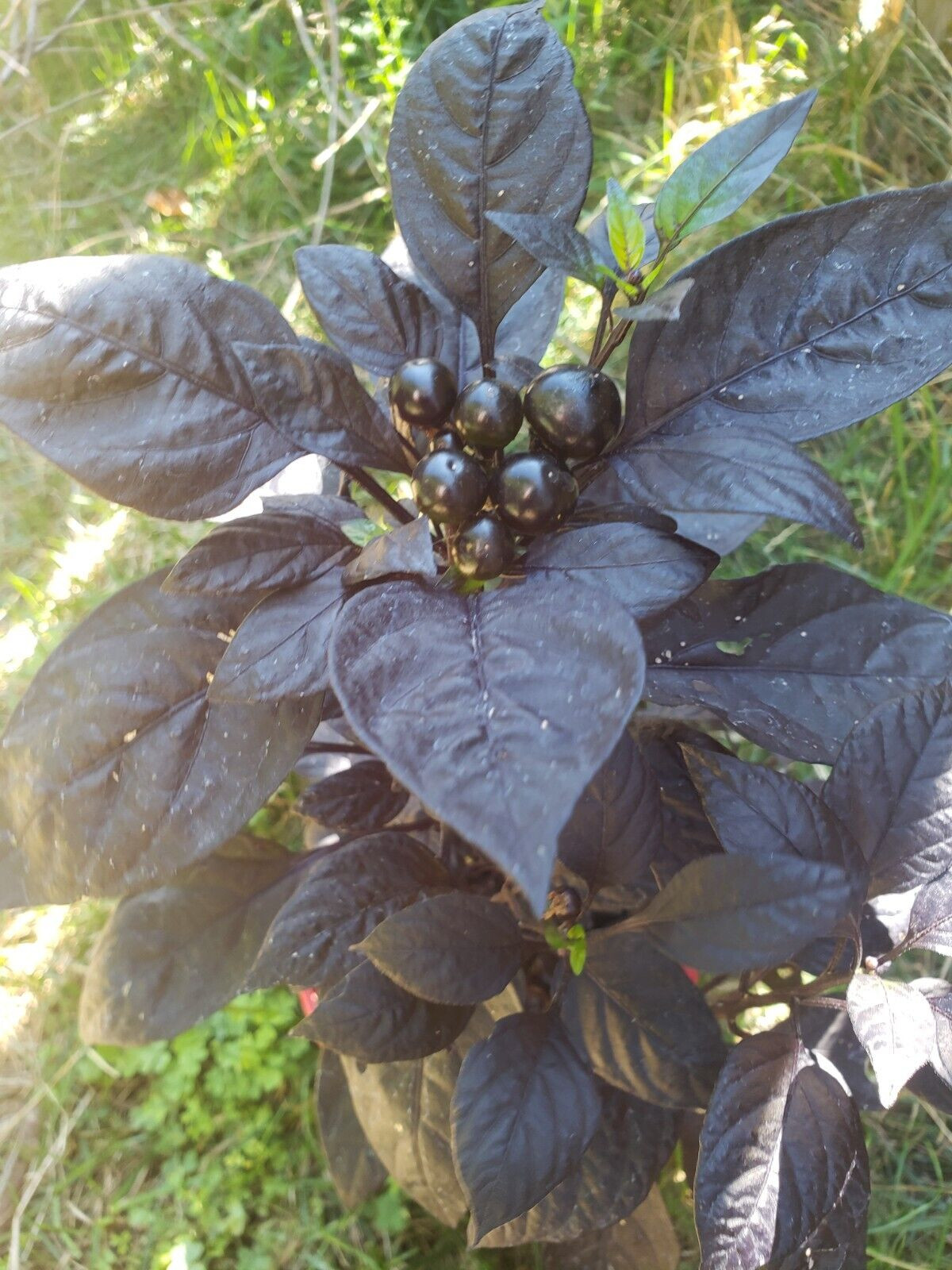 Ornamental – Black Pearl Pepper (25 Seeds) easy to grow and unique!