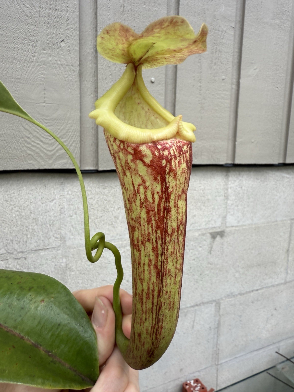Nepenthes boschiana (b) EP Male RC