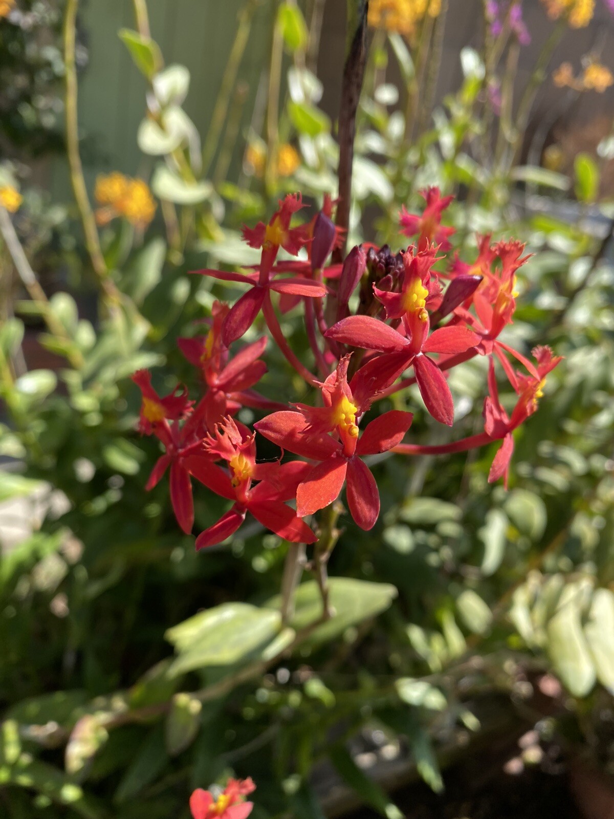 EPIDENDRUM Orchid 3 Pieces With Roots Red/Yellow/Orange/Purple 4’- 8’ Long.