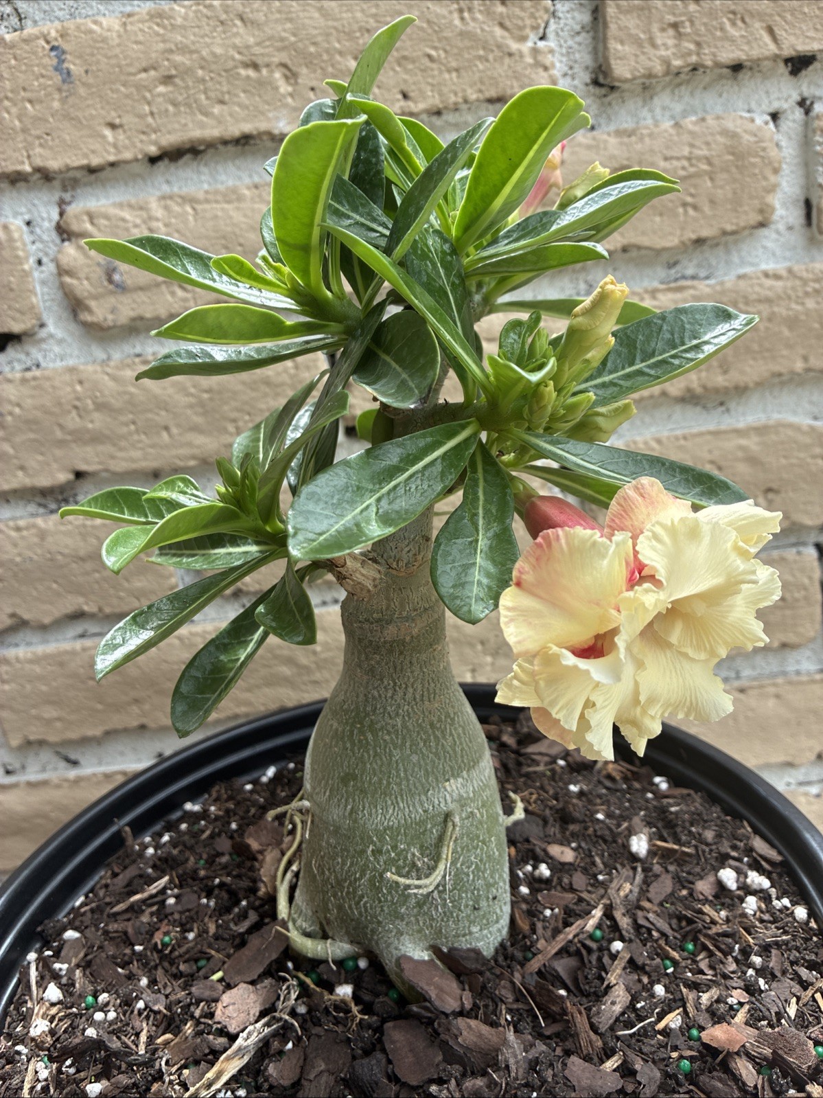 Beautiful Desert Rose Exotic Color Live Plant Soft Yellow With Double Petal Rare