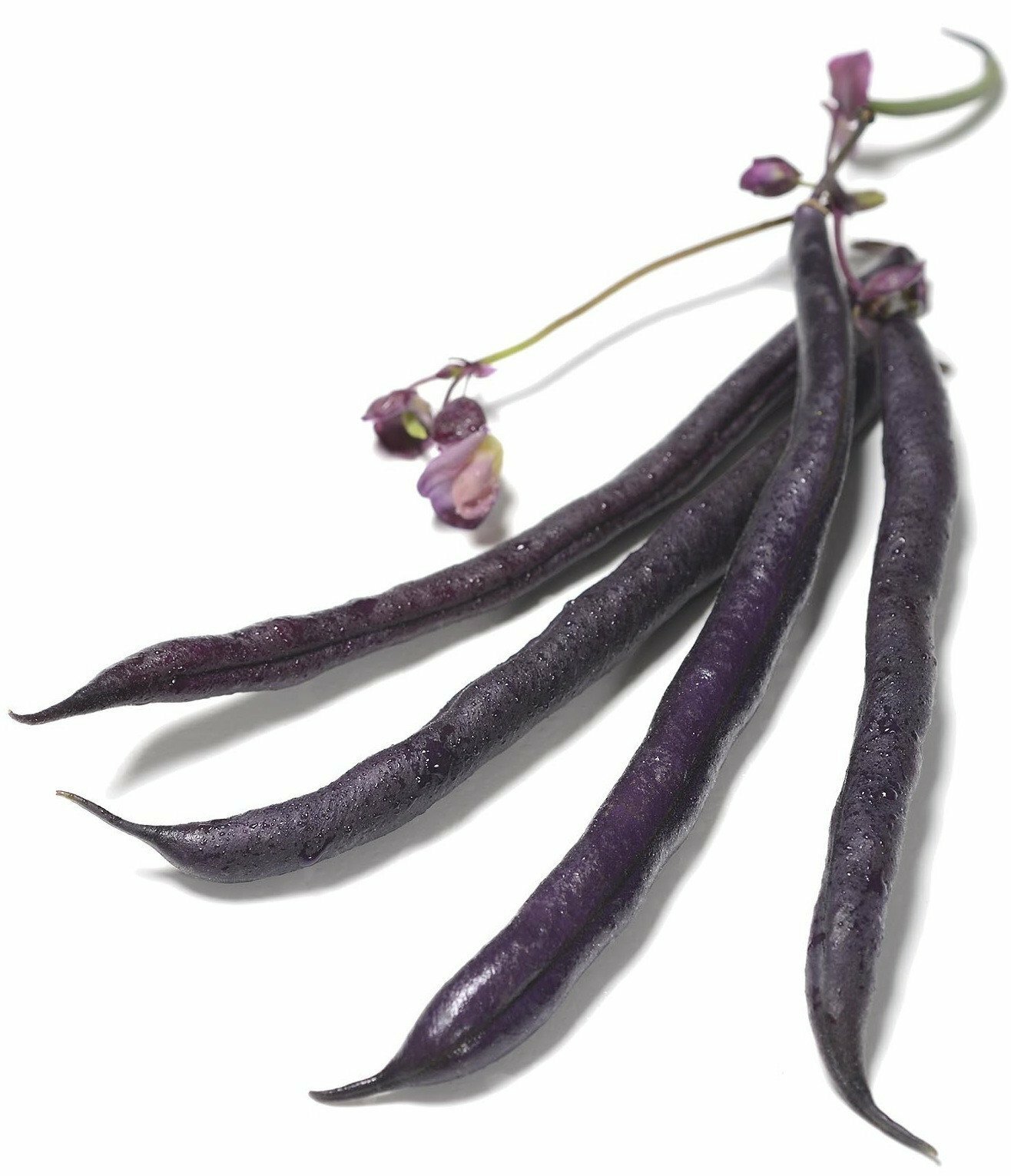 Organic Royalty Purple Bush Bean – Phaseolus vulgaris