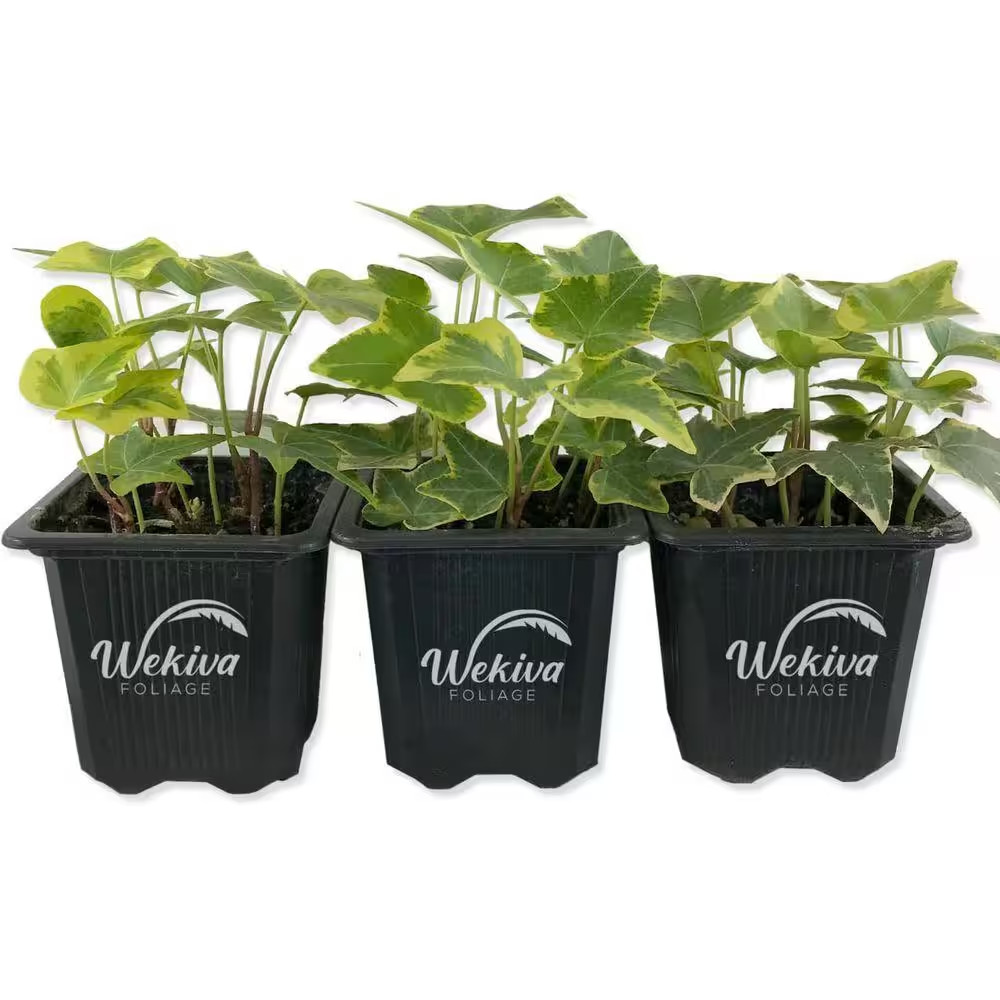 Golden English Ivy-3 Live Plants in 3 In. Pots-Hedera Helix-Beautiful Easy Care