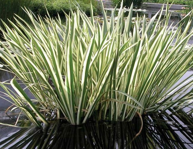 Live Cold Hardy Variegated Sweet Flag Aquatic Marginal Pond Plant