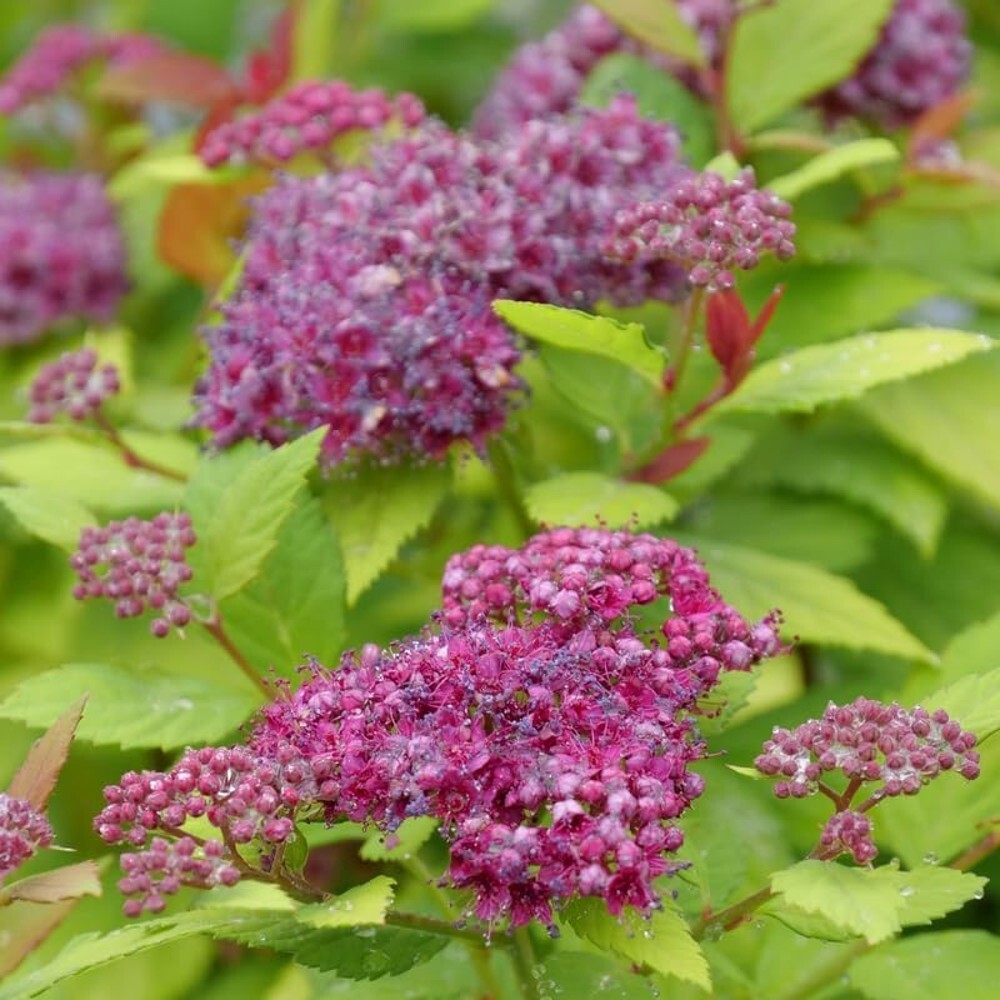 Spiraea Double Play Dolly Japonica Very Durable & Easy Care In Live Plant 4″ Pot