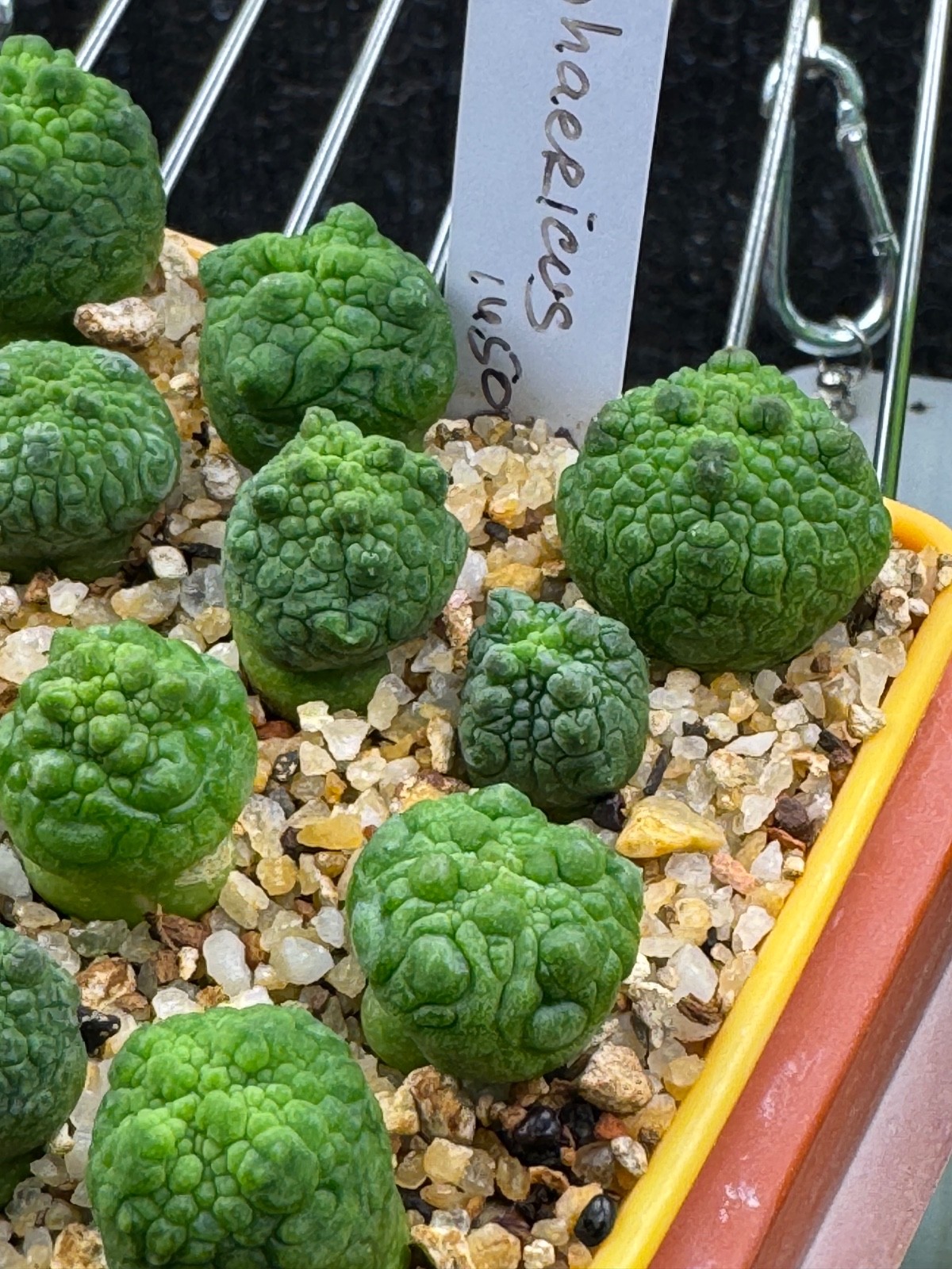 Pseudolithops sphaericus Seedling Rare Succulent Live Plant 1” Seed Grown USA