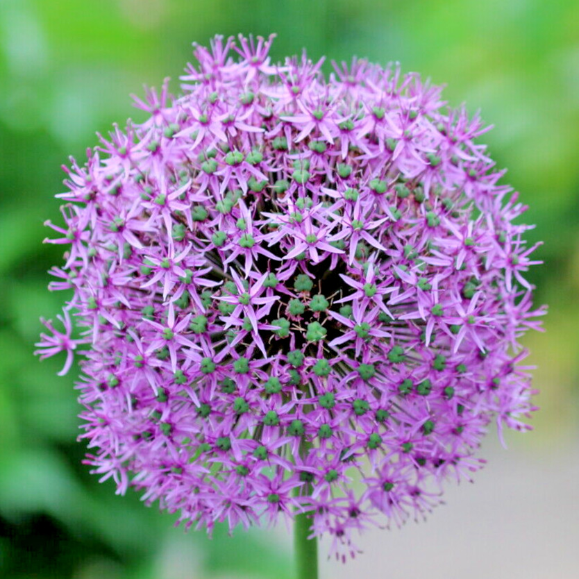 100 Giant Onion Seeds (Allium giganteum) Annual Flower Edible Herb Plant Seeds