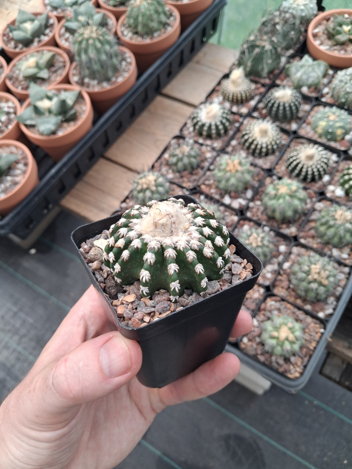 Discocactus hortsii BIG plant with cephalium US seller