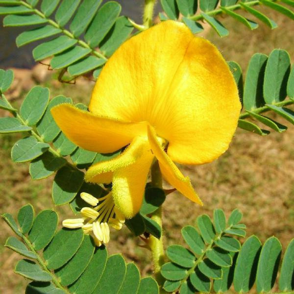 Aeschynomene Deer Vetch Food Plot Seeds Un-Hulled – 50 Lbs.