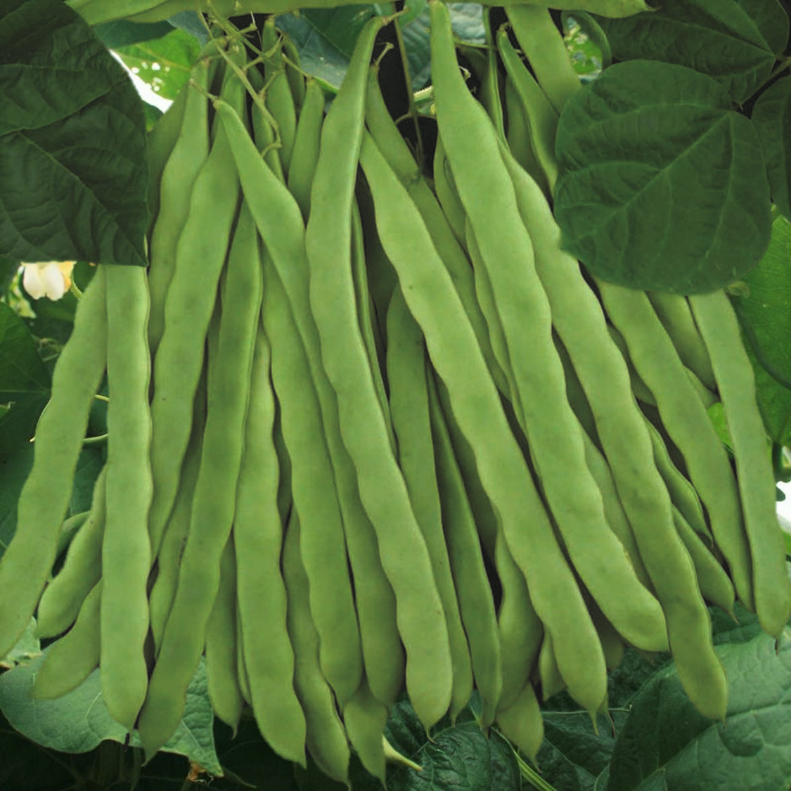 Qing Bian Romano Bean Seeds | Heirloom Pole Beans Flat Italian Roma II Seed 2023