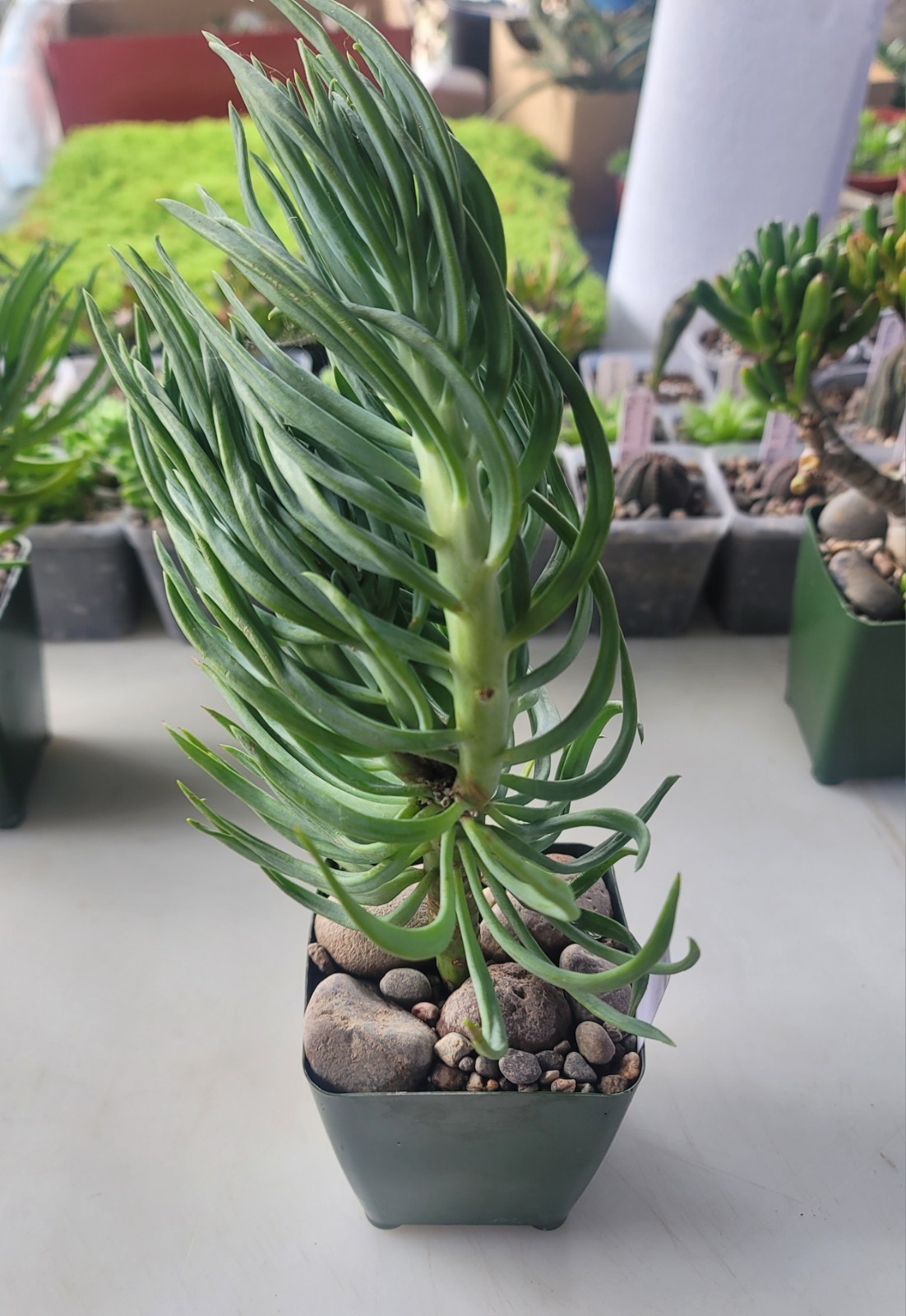 Live Rooted Senecio Vitalis “Blue Chalk Fingers” Succulent In 4″ Pot