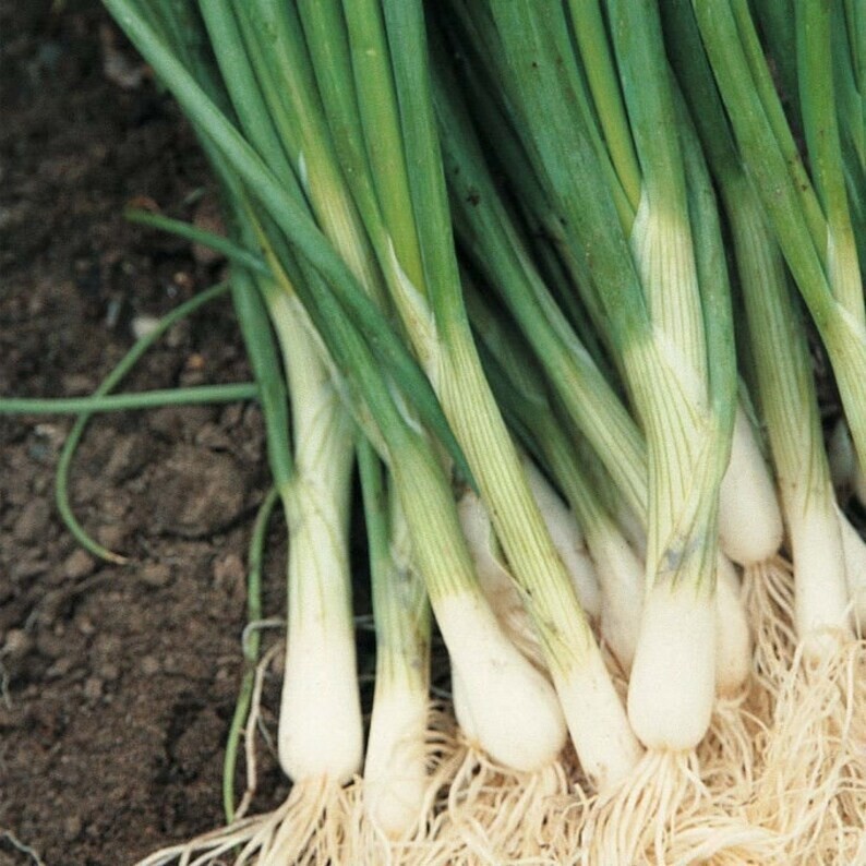 Organic White Lisbon Bunching Onion Seeds, Scallions, NON-GMO, 2024 Season
