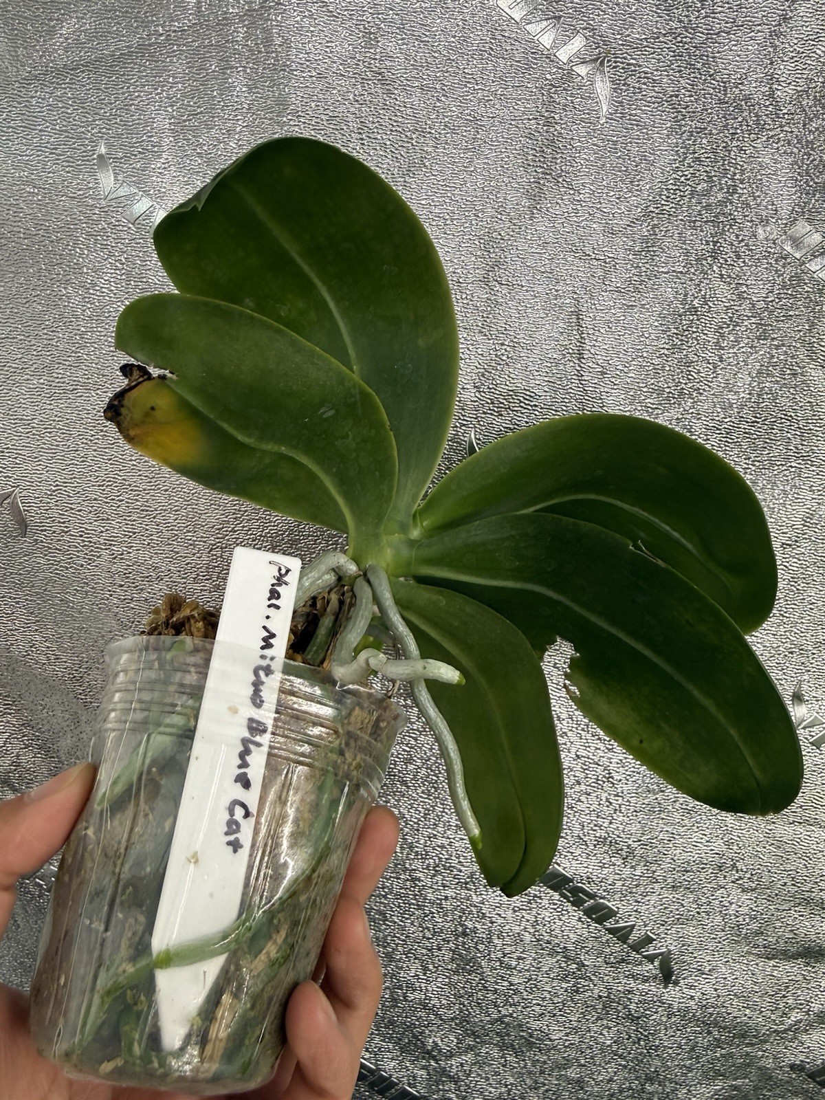 Phalaenopsis Mituo Blue Cat