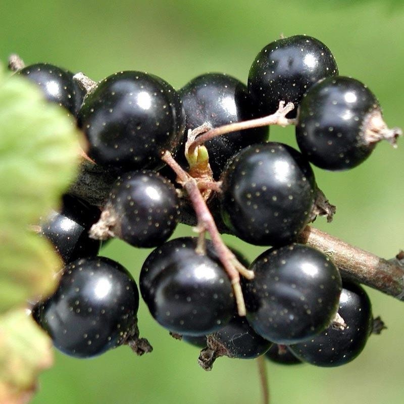 Black Currant 8-10 Inches 12 Cuttings For Propagation/rooting